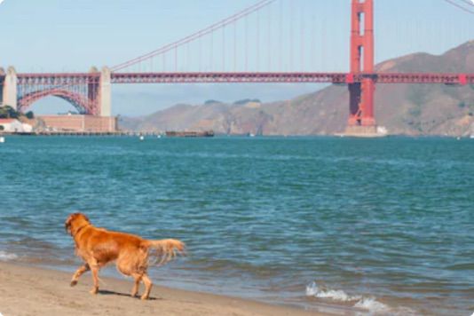 san-francisco-a31b8841296f8a3e43699692d2c573fe236920dc15f67fcb4217a972e904d203